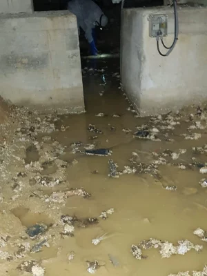 Assainissement canalisation